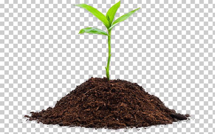 Seedling Germination Soil Cannabis Sativa PNG, Clipart, Cannabis Cultivation, Cannabis Sativa, Common Sunflower, Germination, Hemp Free PNG Download