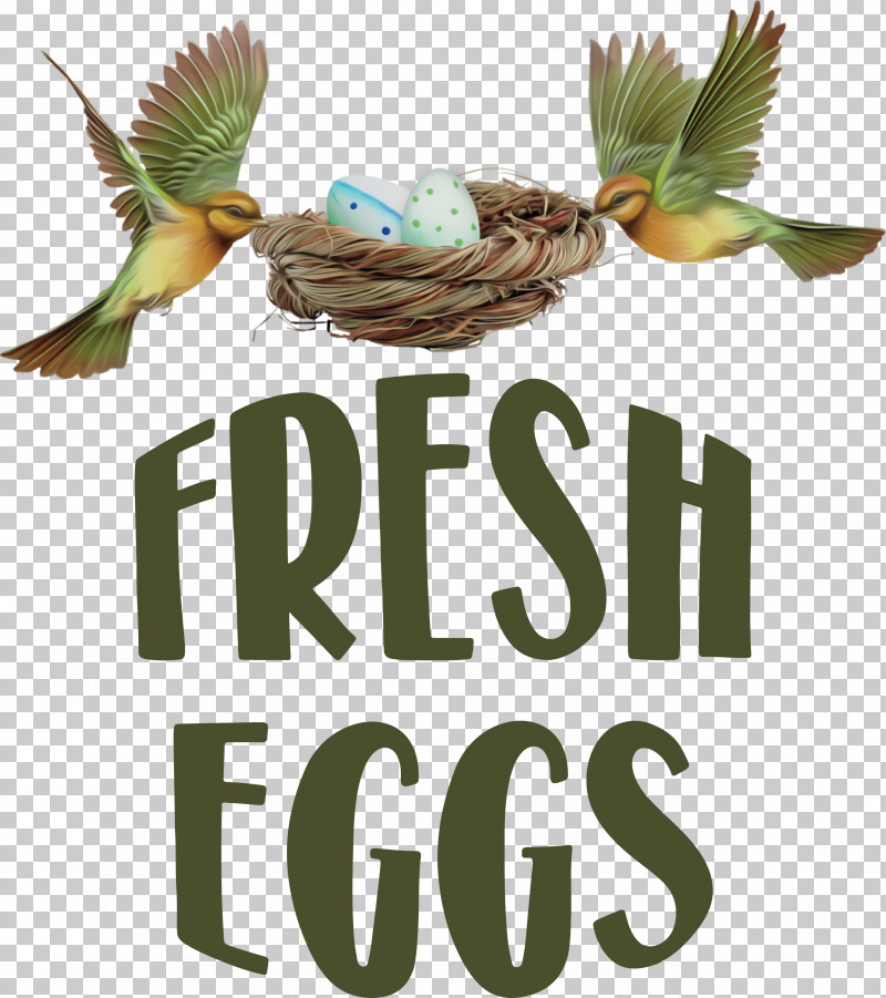 Fresh Eggs PNG, Clipart, Atlantic Canary, Beak, Birdcage, Bird Egg, Bird Food Free PNG Download