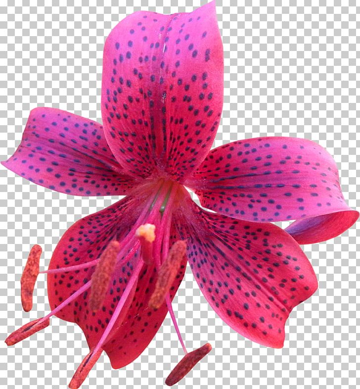 Flower Petal PNG, Clipart, Clip Art, Download, Encapsulated Postscript, Flower, Flowering Plant Free PNG Download
