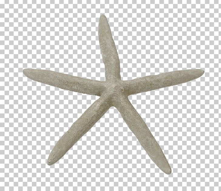 Marine Invertebrates Seashell Starfish PNG, Clipart, Angle, Animals, Beach, Coast, Cowry Free PNG Download