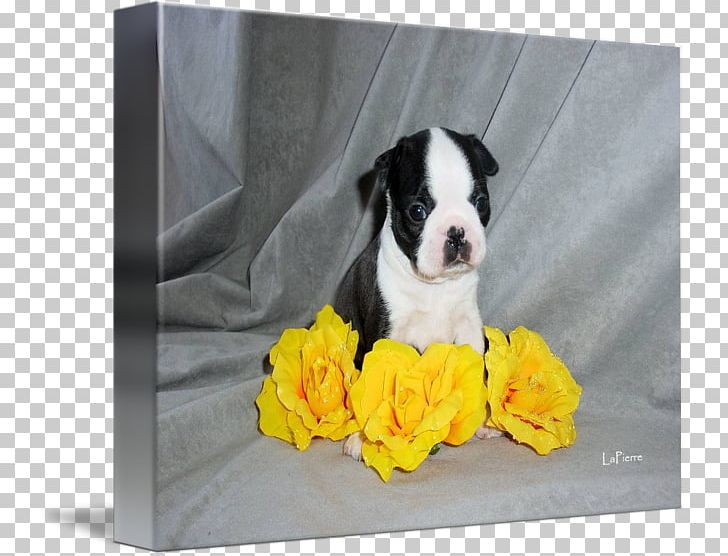 Boston Terrier Puppy Dog Breed Non-sporting Group PNG, Clipart, Animals, Boston Terrier, Boston Terrier Dog, Breed, Breed Group Dog Free PNG Download