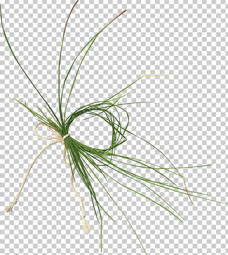 Grasses Plant Stem PNG, Clipart, Branch, Coat Of Arms, Flower, Flowering Plant, Grass Free PNG Download