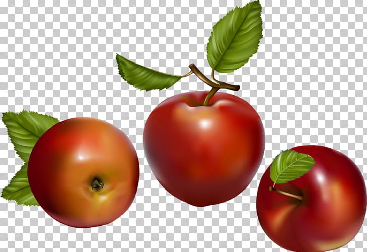 Tomato Apple Fruit Berry PNG, Clipart, Acerola, Acerola Family, Apple, Berry, Bush Tomato Free PNG Download