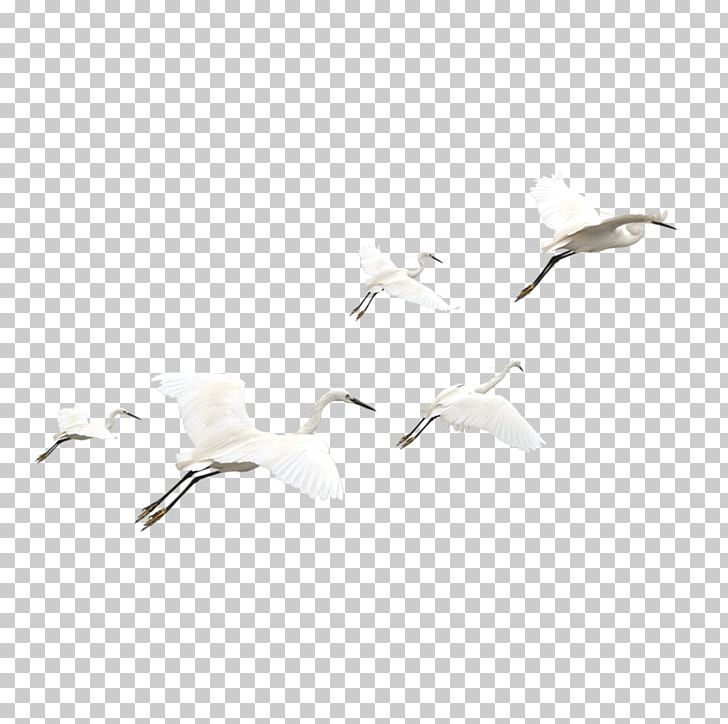 Bird White Pattern PNG, Clipart, Animal, Bird, Crane, Crane Bird, Cranes Free PNG Download