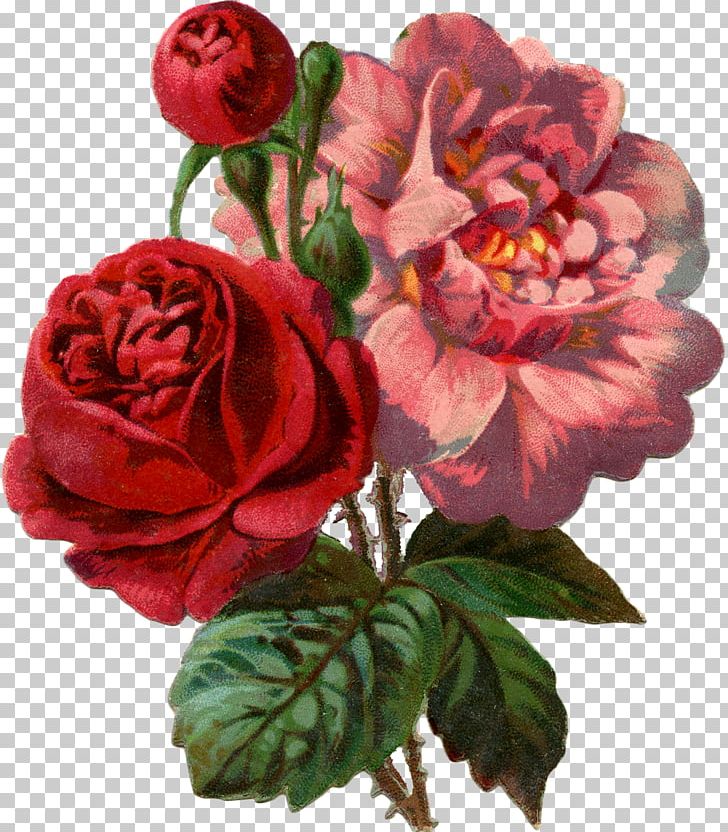 Garden Roses Paper Ephemera PNG, Clipart, Antique, Art, Artificial Flower, Centifolia Roses, China Rose Free PNG Download