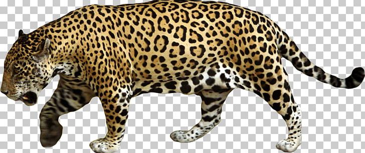 Jaguar Cars Leopard PNG, Clipart, Animal Figure, Animals, Big Cats, Carnivoran, Cat Like Mammal Free PNG Download
