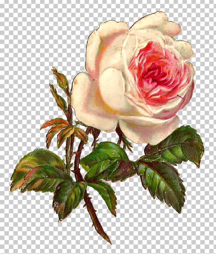 Rose Vintage Clothing Botanical Illustration PNG, Clipart, Antique, Cut Flowers, Digital Image, Floral Design, Floribunda Free PNG Download