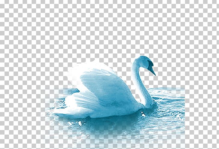 Cygnini Duck Domestic Goose PNG, Clipart, Adobe Illustrator, Animal, Animals, Beak, Bird Free PNG Download