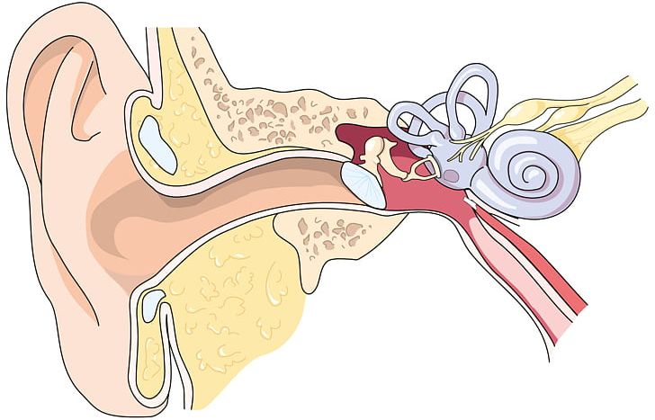Eardrum Ear Canal Outer Ear Middle Ear PNG, Clipart, Arm, Art, Auricle, Cartoon, Drawing Free PNG Download