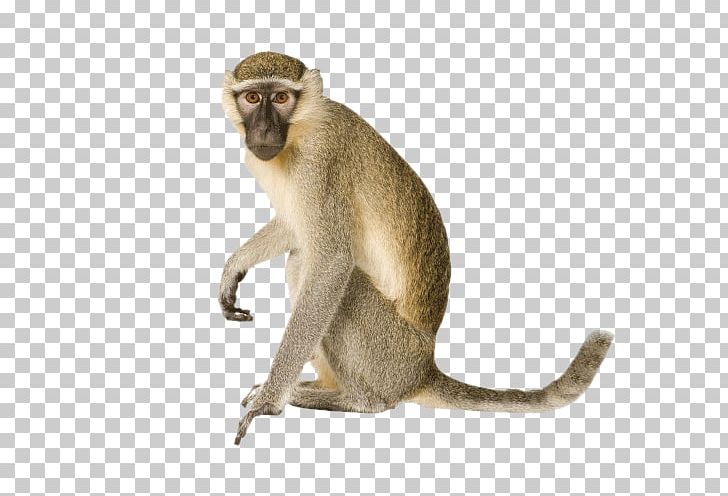 Vervet Monkey Orangutan Primate Ape PNG, Clipart, Animal, Ape, Bonobo, Chimpanzee, Chlorocebus Free PNG Download