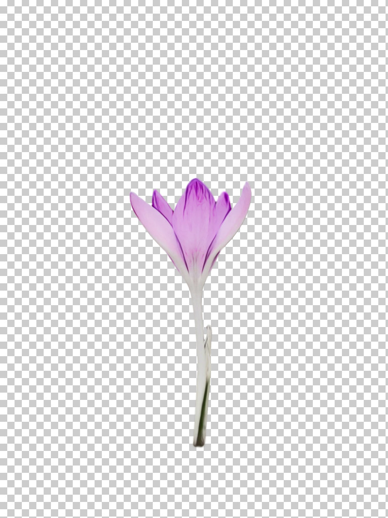 Lavender PNG, Clipart, Biology, Crocus, Crocus M, Flower, Lavender Free PNG Download