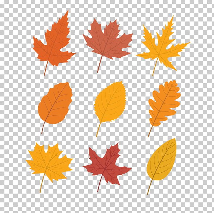 Autumn Leaf Color Maple Leaf PNG, Clipart, Autumn, Autumn Leaves, Autumn Tree, Autumn Vector, Color Free PNG Download