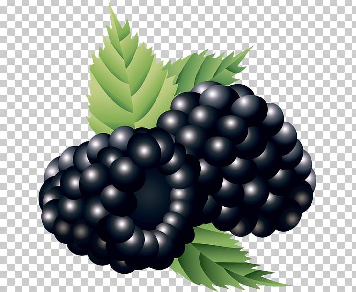 Bilberry Boysenberry PNG, Clipart, Auglis, Berry, Bilberry, Blackberry, Blueberry Free PNG Download