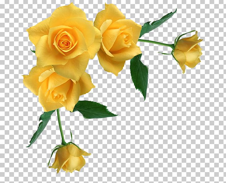 Borders And Frames Rose Yellow PNG, Clipart, Borders, Borders And Frames, Clip Art, Color, Cut Flowers Free PNG Download
