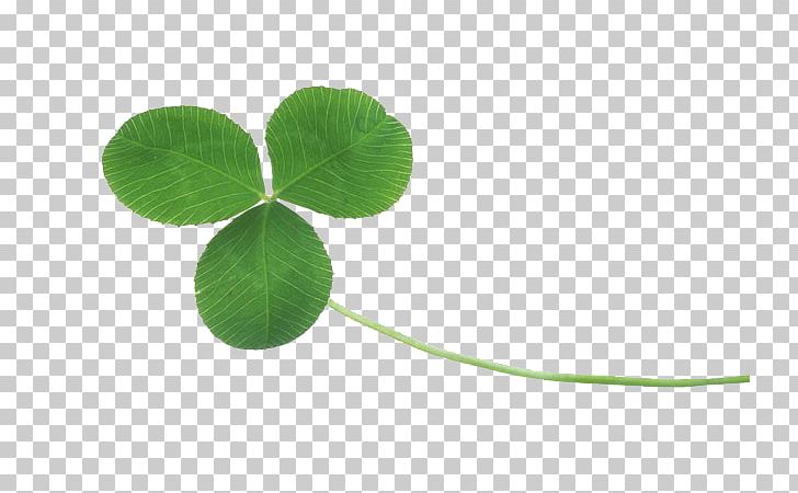 Four-leaf Clover White Clover PNG, Clipart, 2d Computer Graphics, 4 Leaf Clover, Adobe Illustrator, Clover, Clover Border Free PNG Download