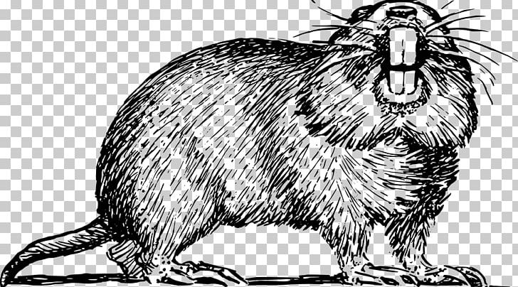 Gopher Eeyore PNG, Clipart, Beaver, Black And White, Carnivoran, Computer Icons, Domestic Rabbit Free PNG Download