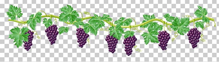 Kyoho Grape Vine PNG, Clipart, Berry, Clip Art, Common Grape Vine, Computer Icons, Fruit Nut Free PNG Download