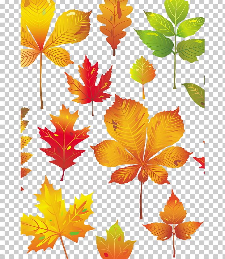 Leaf PNG, Clipart, Autumn, Autumn Leaf, Autumn Leaf Color, Branch, Design Free PNG Download