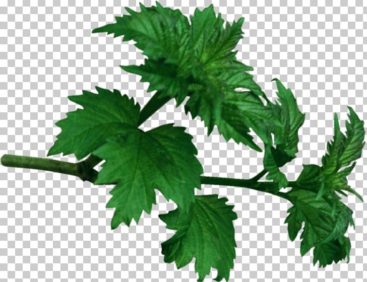 Leaf Red Raspberry PNG, Clipart, Branch, Herb, Information, Leaf, Leaf Vegetable Free PNG Download