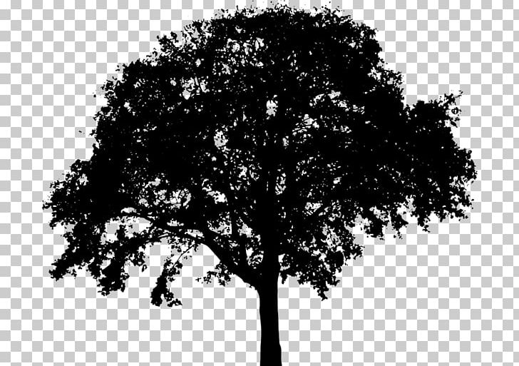 Tree Silhouette PNG, Clipart, Art, Black And White, Borg Cliparts, Branch, Color Free PNG Download