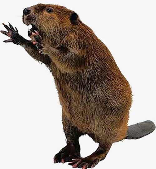 Yell Beaver PNG, Clipart, Animal, Beaver, Beaver Clipart, Lovely, Lovely Beaver Free PNG Download