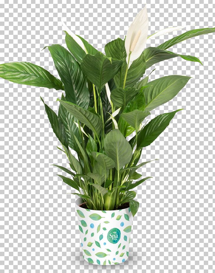Flowerpot Peace Lily Houseplant Strelitzia Reginae PNG, Clipart, Adapt, Arecaceae, Arecales, Bonsai, Deadline Free PNG Download