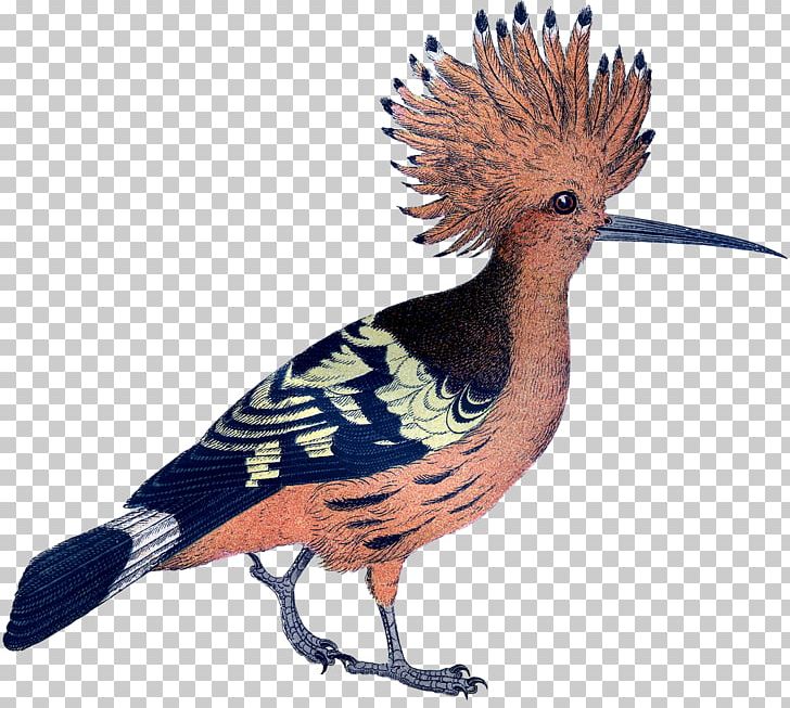 Galliformes Feather Crest Beak Fauna PNG, Clipart, Animals, Beak, Bird, Crest, Fauna Free PNG Download