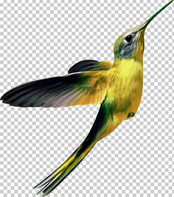 Hummingbird PNG, Clipart, Animals, Beak, Bird, Computer Icons, Coraciiformes Free PNG Download