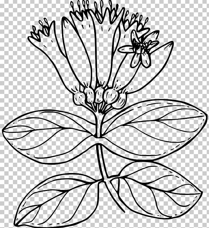 Lonicera Involucrata Drawing Flower Lonicera Ciliosa Floral Design PNG, Clipart, Black And White, Color, Coloring Book, Cut Flowers, Drawing Free PNG Download