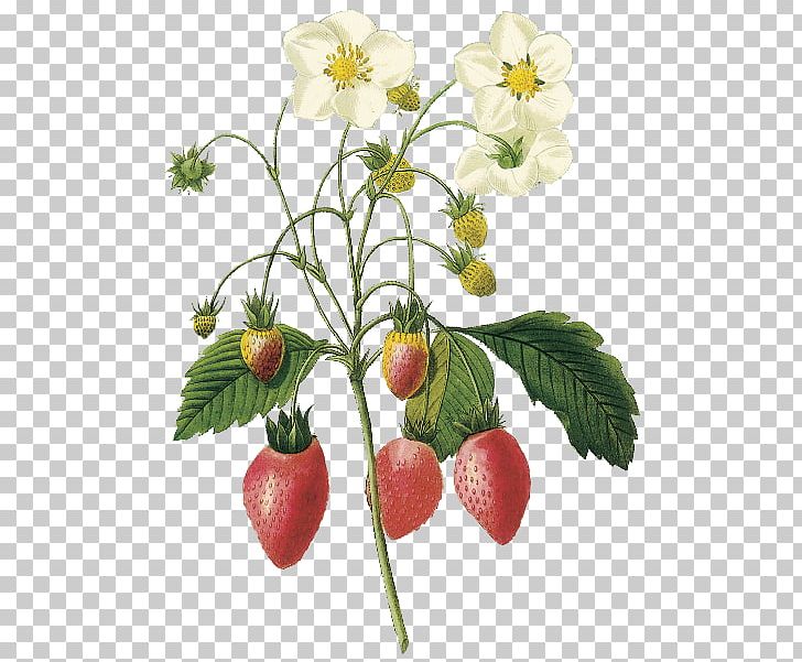 Virginia Strawberry Choix Des Plus Belles Fleurs Botanical Illustration Botany PNG, Clipart, Art, Belles, Bota, Botanical Illustration, Botanical Illustrator Free PNG Download