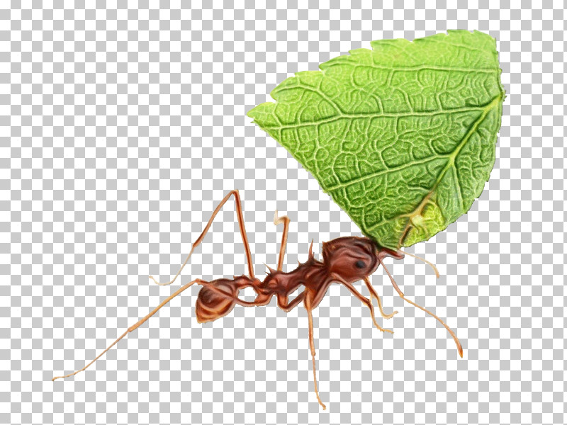 Insect Pest Leaf Ant Carpenter Ant PNG, Clipart, Ant, Carpenter Ant, Insect, Leaf, Membranewinged Insect Free PNG Download