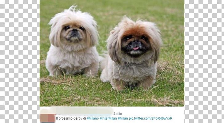 Pekingese Chinese Crested Dog Chinese Imperial Dog Puppy China PNG, Clipart, Animals, Breed, Breed Group Dog, Carnivoran, China Free PNG Download