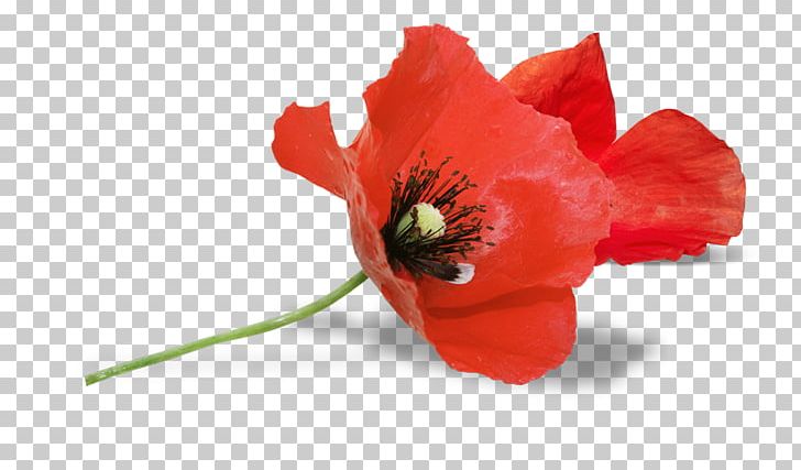 South Australia Armistice Day Remembrance Poppy Anzac Day PNG, Clipart, Anzac Day, Armistice Day, Australia, Coquelicot, Cut Flowers Free PNG Download