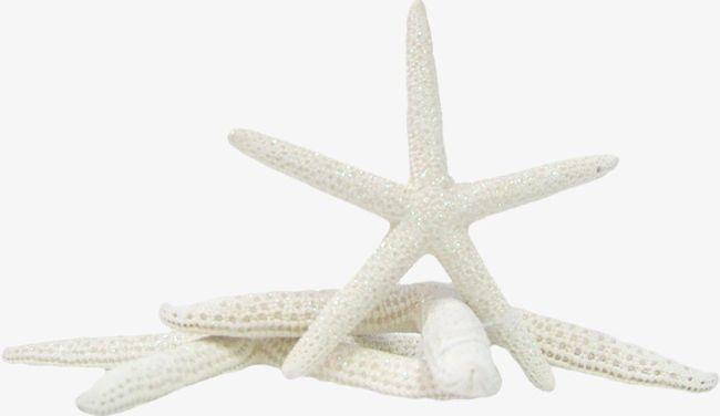 Starfish PNG, Clipart, Creatures, Elements, Sea, Sea Creatures, Sea Elements Free PNG Download