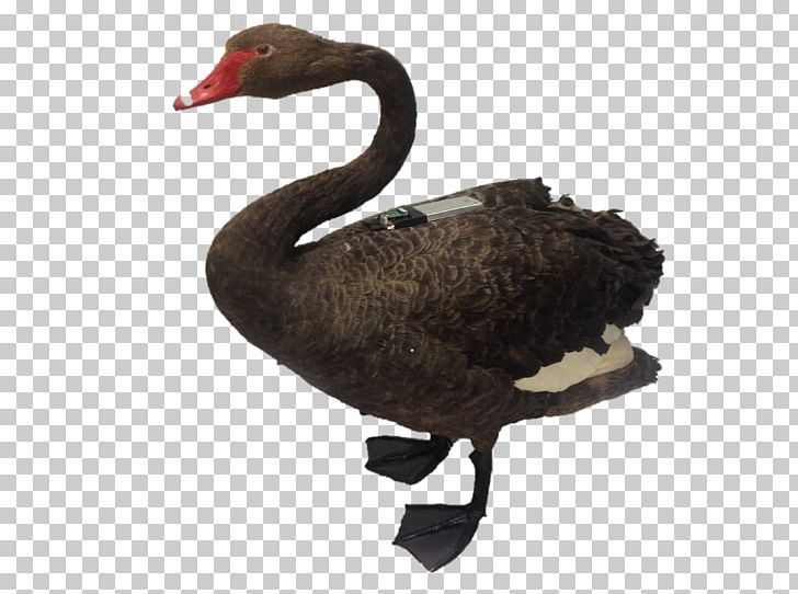 Black Swan Bird Duck Goose Parrot PNG, Clipart, Anatidae, Animal, Animals, Beak, Bird Free PNG Download