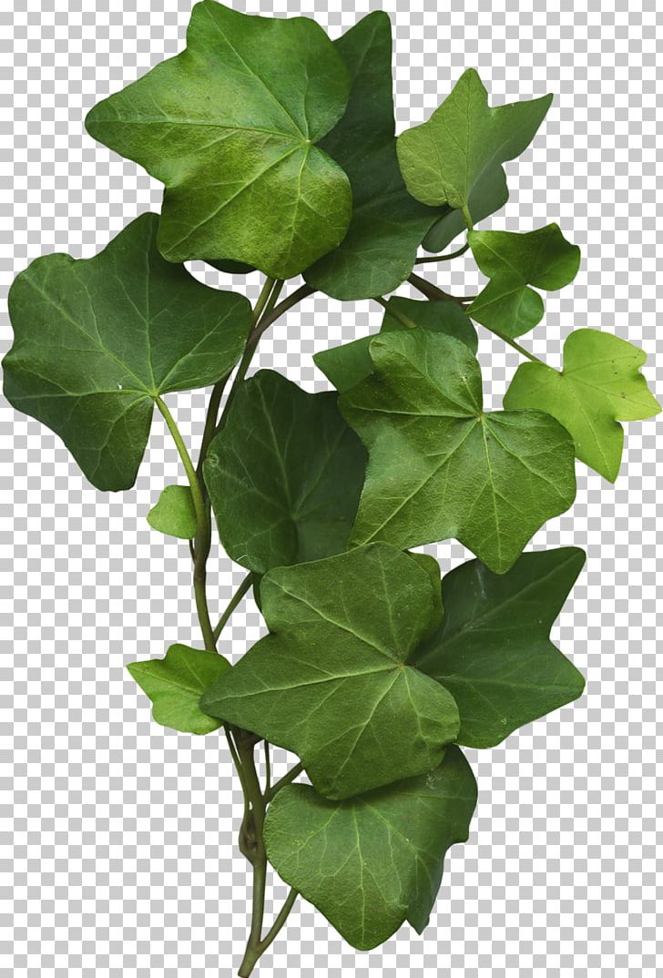 Flowerpot Leaf Plant Stem Branching PNG, Clipart, Branch, Branching, Flowerpot, Ivy, Ivy Family Free PNG Download