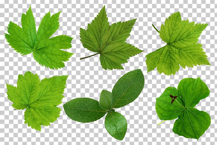 Green Leaves Leaf PNG, Clipart, Autumn Leaf Color, Chamomile, Desktop Wallpaper, Free, Grass Free PNG Download