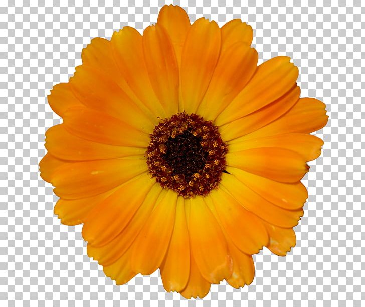 Orange Yellow Desktop Flower PNG, Clipart, Annual Plant, Calendula, Cicekler, Cicek Resimleri, Color Free PNG Download