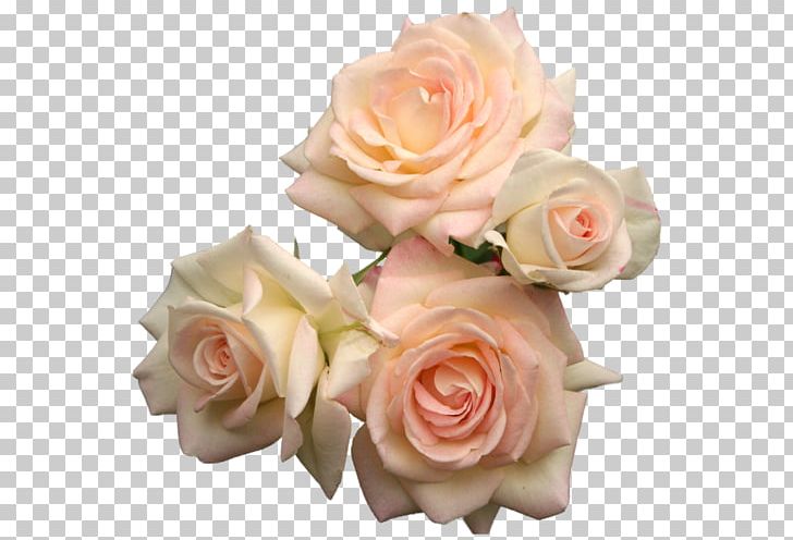 Rose Pink Flowers Pink Flowers Purple PNG, Clipart, Artificial Flower, Blue, Cut Flowers, Floral Design, Floribunda Free PNG Download