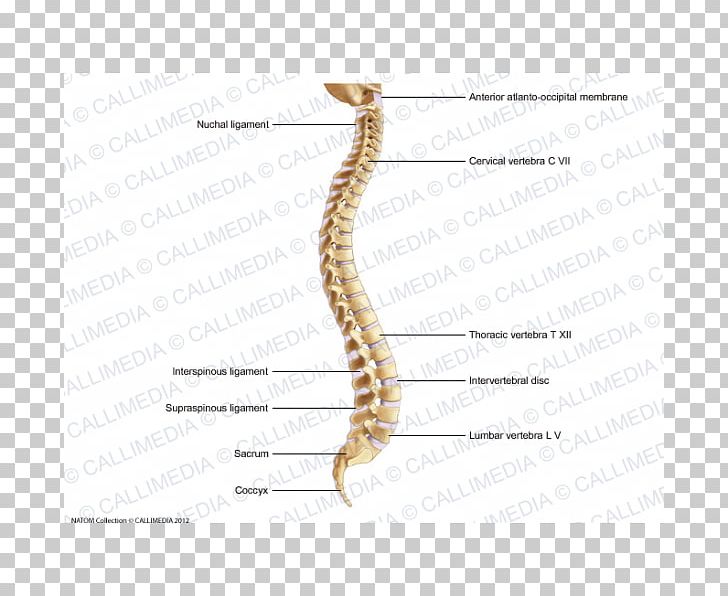 Vertebral Column Interspinous Ligament Human Skeleton PNG, Clipart, Anatomy, Bone, Coccyx, Ear, Human Skeleton Free PNG Download