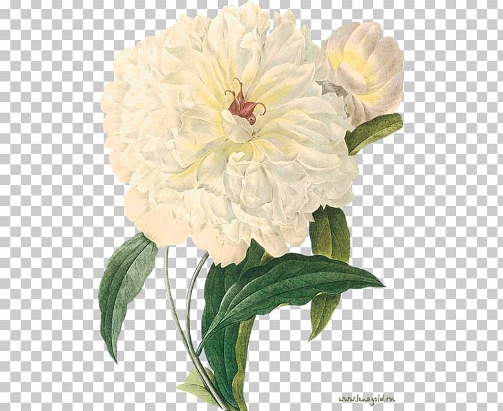 Peony Botany Botanical Prints Art Printmaking PNG, Clipart, Annual Plant, Art, Botanical Illustration, Botany, Dahlia Free PNG Download