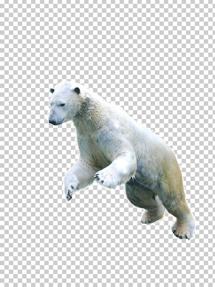 Polar Bear Asian Black Bear Arctic Fox Earless Seal PNG, Clipart, Animal, Animals, Arctic, Arctic Fox, Asian Black Bear Free PNG Download
