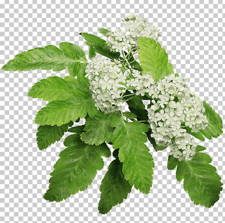 Sorbus × Hybrida Bastard Service-tree Northern Red Oak Korean Mountain Ash PNG, Clipart, Ash, Herb, Leaf, Lemon Balm, Mountainash Free PNG Download