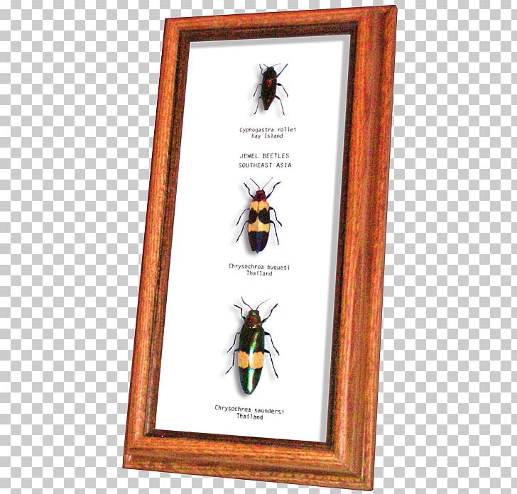 Beetles And Bugs Jewel Beetles Wildwood Canada PNG, Clipart, Agriculture, Arthropod, Beetle, Beetles And Bugs, Butterfly Free PNG Download
