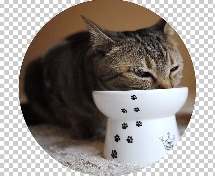 Cat Food Bowl Dog Kitten PNG, Clipart, Animals, Bowl, California Spangled, Cat, Cat Food Free PNG Download