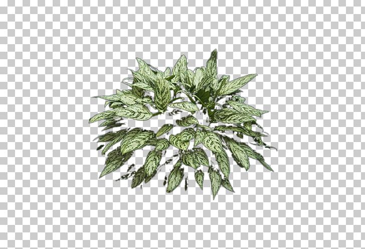 Leaf Fern Plant PNG, Clipart, Art, Curlicue, Decoration, Fern, Floral Free PNG Download