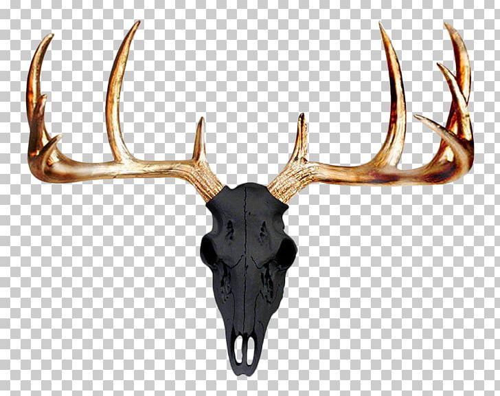 Mule Deer Antler Wall Skull PNG, Clipart, Accent Wall, Animals, Antler, Antlers, Bust Free PNG Download