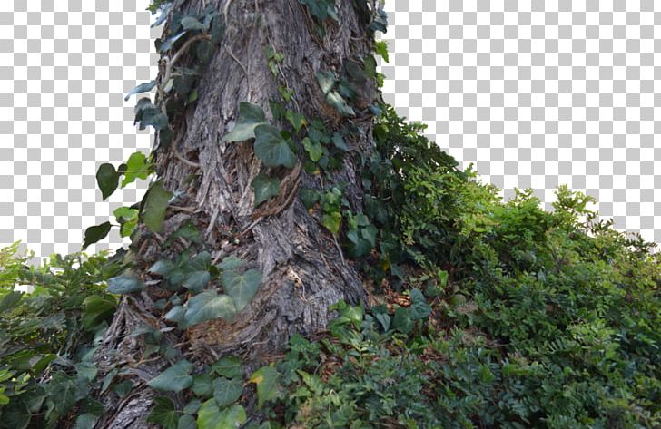 Trunk Tree Old-growth Forest PNG, Clipart, Banyan, Biome, Branch, Computer Icons, Evergreen Free PNG Download