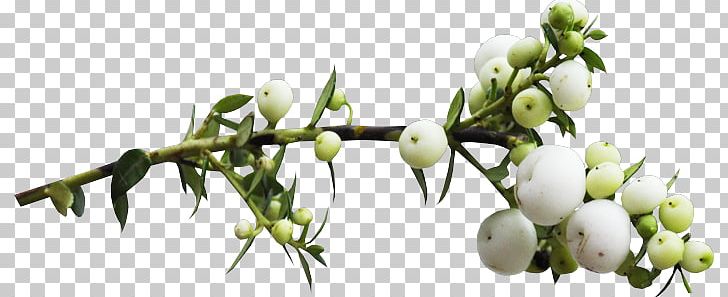 Branch Plant Stem Wood Leaf Bud PNG, Clipart, Arama, Branch, Bud, Cari, Cut Flowers Free PNG Download