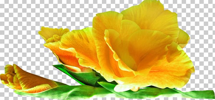 Flower Yellow PNG, Clipart, Color, Computer Icons, Download, Flower, Flowering Plant Free PNG Download